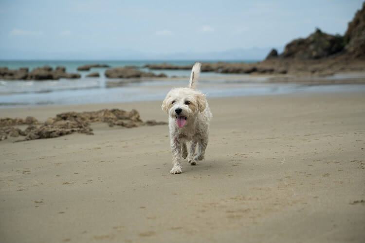 Cavachon On Beach