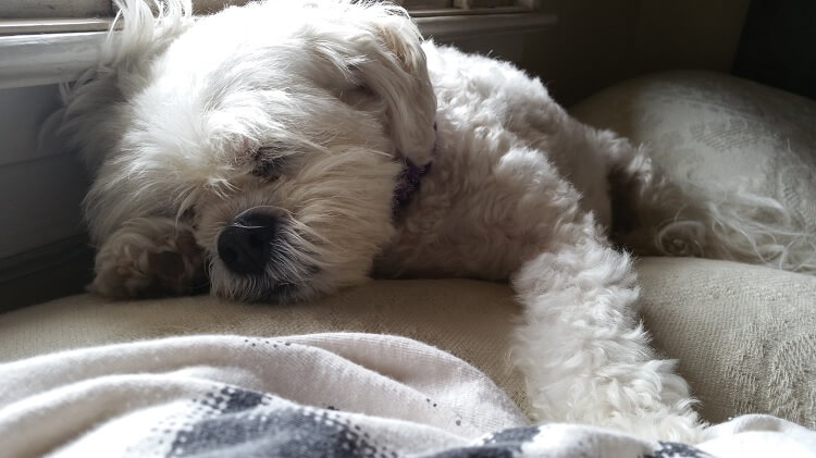 Cavachon Sleeping