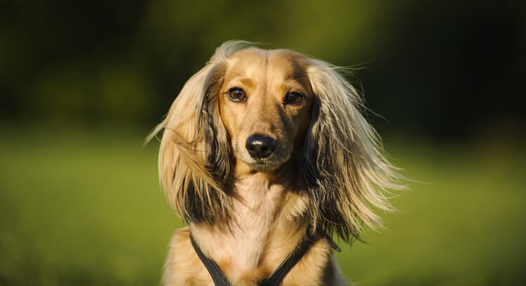 Dachshund Long Hair