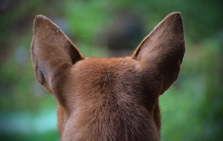 Deer Head Chihuahua Head Shape