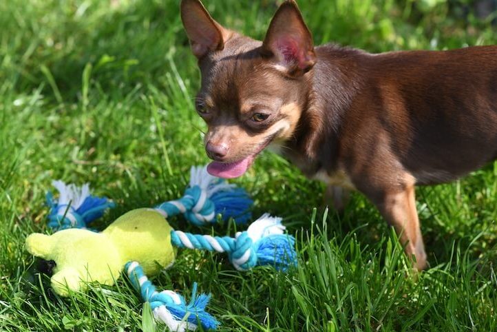 Deer Head Chihuahua Playing