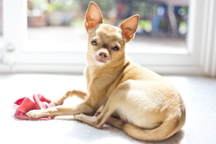 Deer Head Chihuahua Portrait