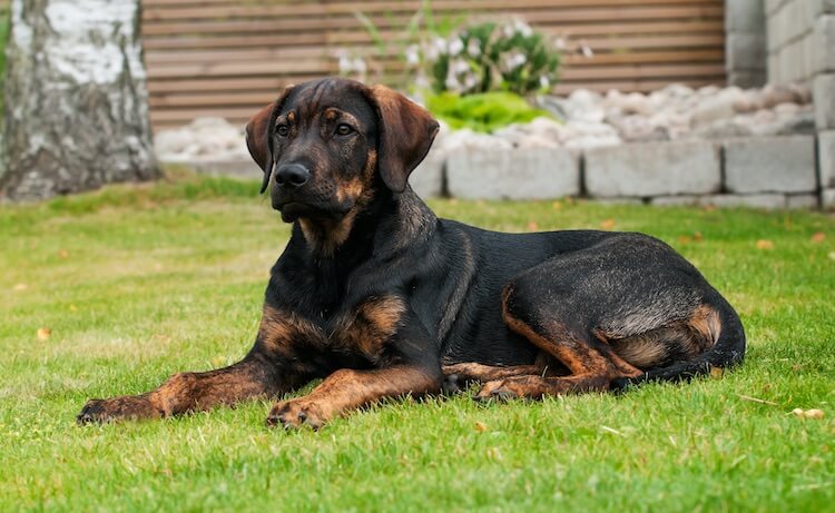 Doberman Shepherd