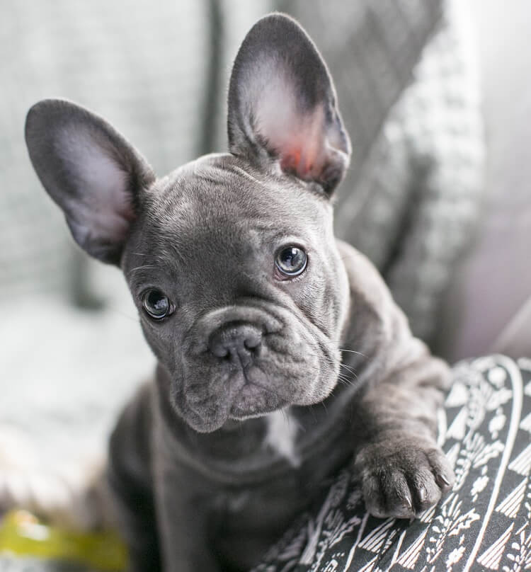 Französische Bulldogge Blau