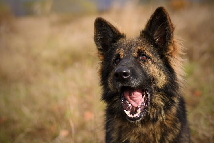 black fluffy german shepherd