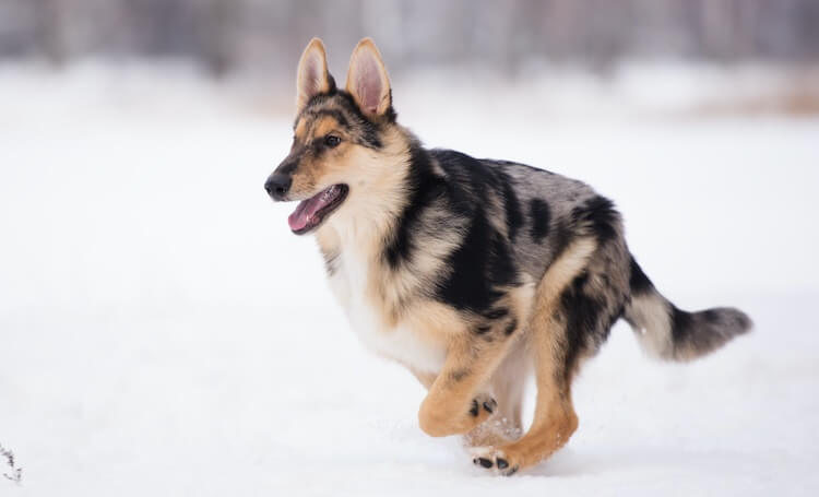 German Australian Shepherd