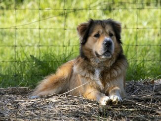 German Shepherd Mix