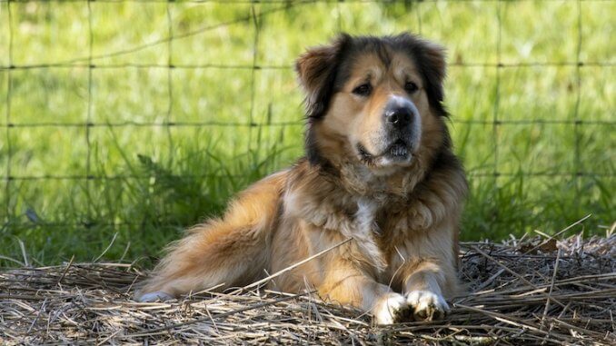 German Shepherd Mix