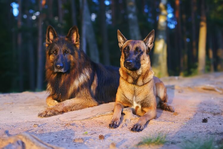 German Shepherds