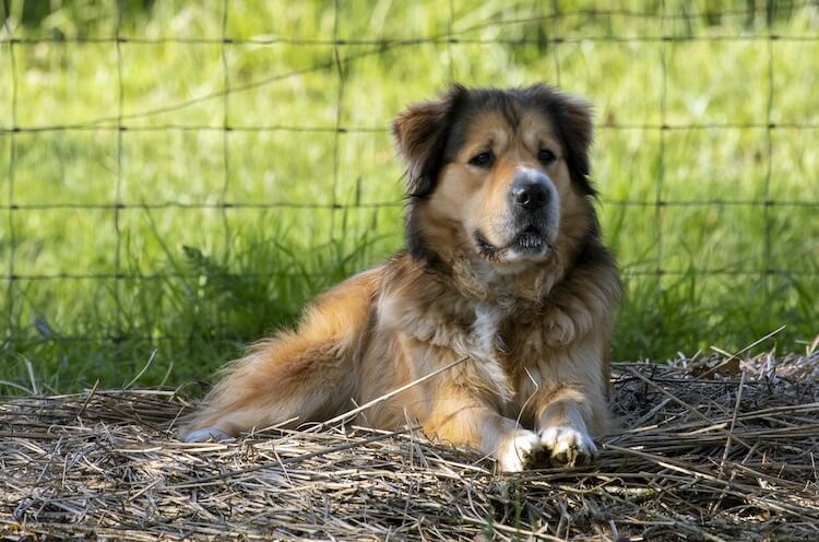 half chow chow half german shepherd