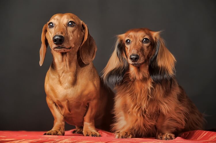 Long Haired Dachshunds