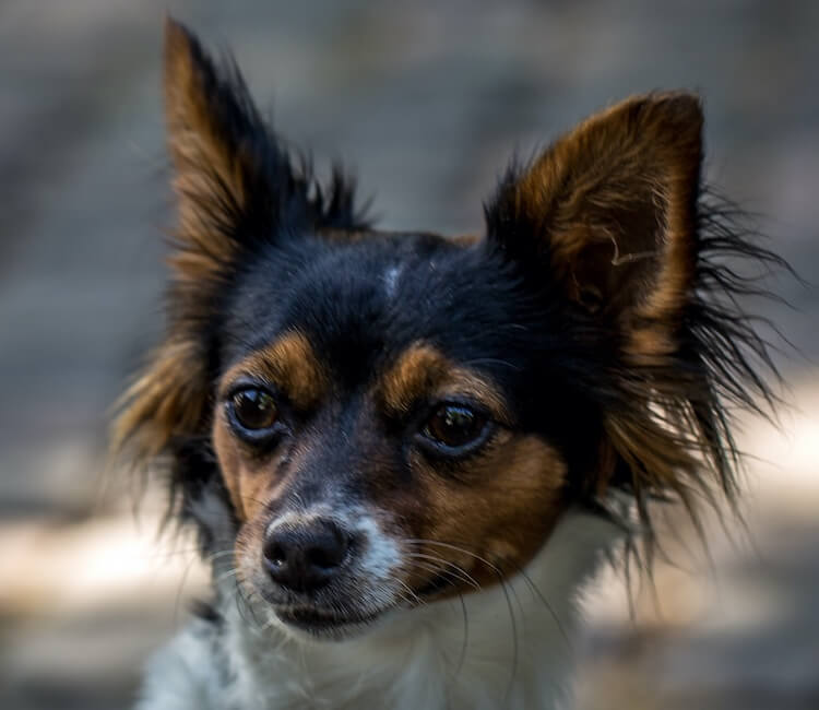 Long Haired Deer Head Chihuahua