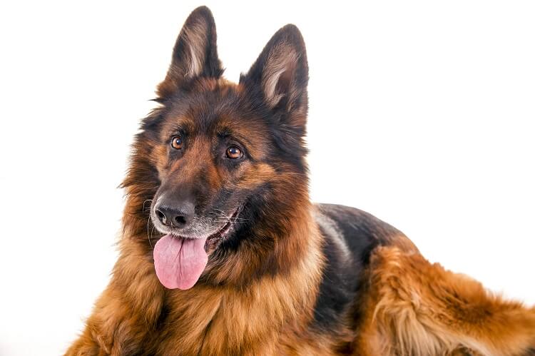 Long Haired GSD Close Up