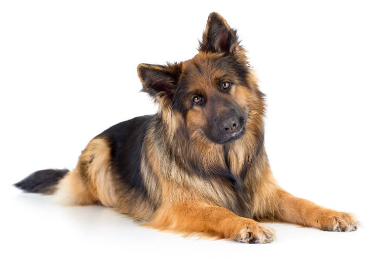 Long Haired GSD