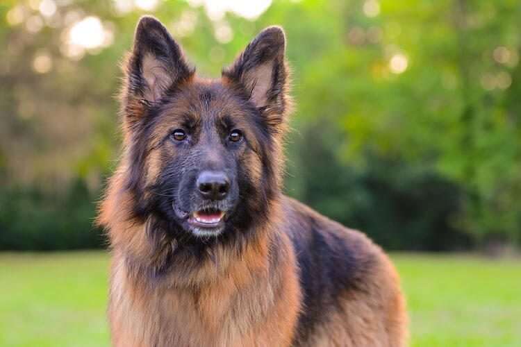 Long Haired German Shepherd