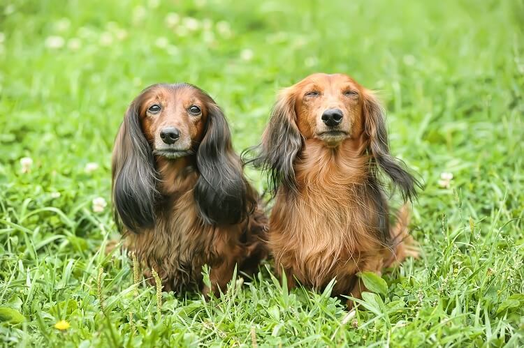 long haired sausage dog