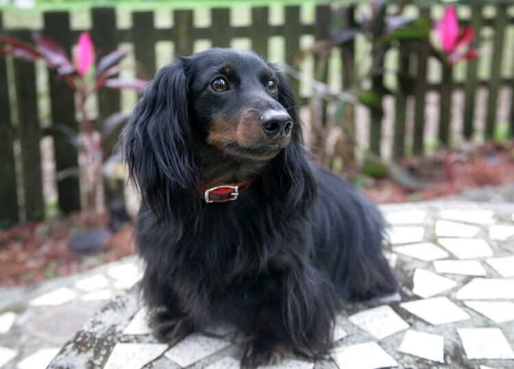 Miniature Long Haired Dachshund