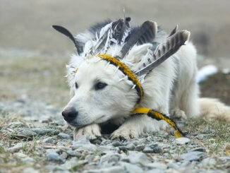 Native American Dog Names