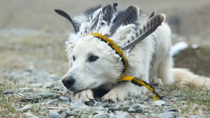 Native American Dog Names