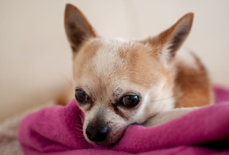 Old Deer Head Chihuahua Dog