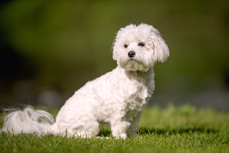 how long do bichon poodle dogs live