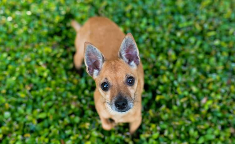 Portrait Of A Deer Head Chihuahua