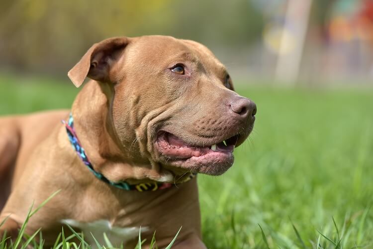 Red Nose Pitbull