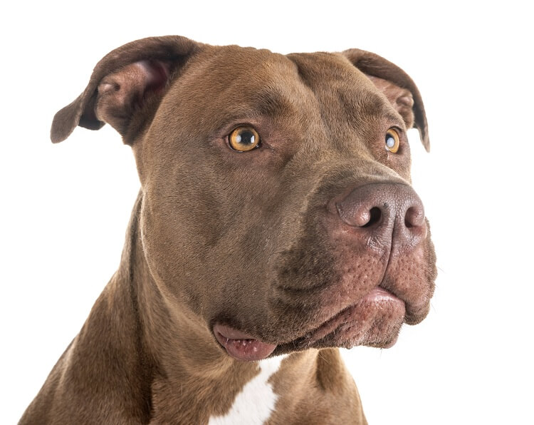 Red Nose Pitbull Headshot