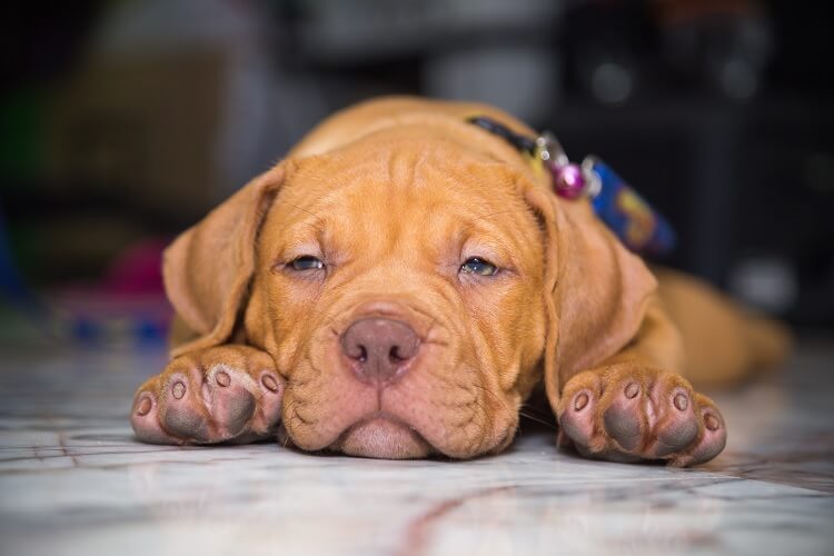 Red Nose Pitbull Puppy