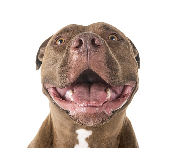 Red Nose Pitbull Smile