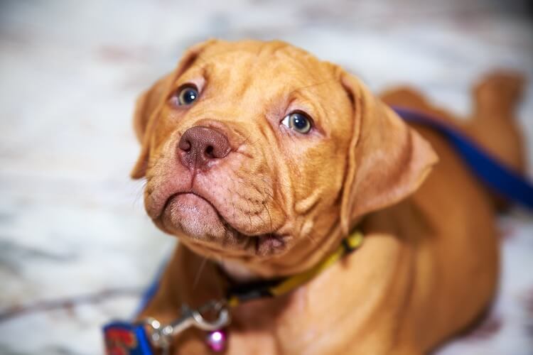 Red Pit Bull Puppy