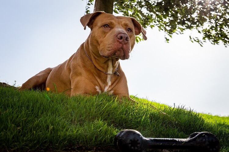 Rednose Pitbull Terrier