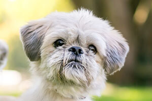 Shih Tzu