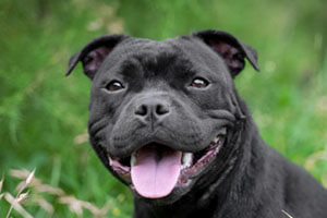 Staffordshire Bull Terrier