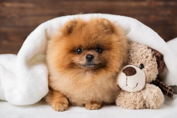 Teacup Pomeranian - What to Know Before Buying this Breed | All Things Dogs