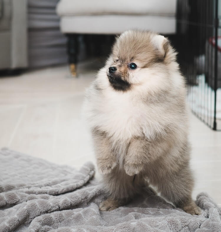 Teacup Pomeranian Close Up