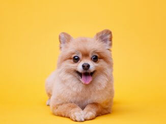 Teacup Pomeranian Guide What To Know Before Buying Cover