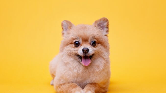 Teacup Pomeranian - What to Know Before Buying this Breed | All Things Dogs