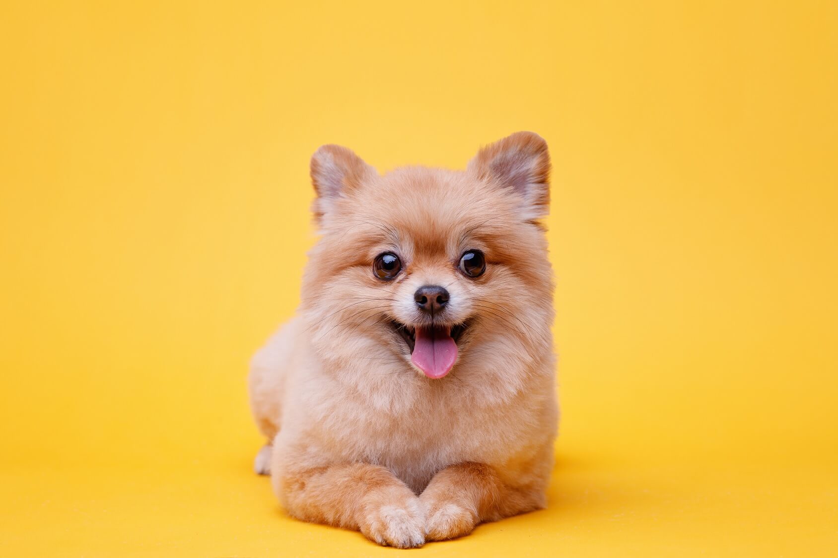 How Much Should A Pomeranian Puppy Eat