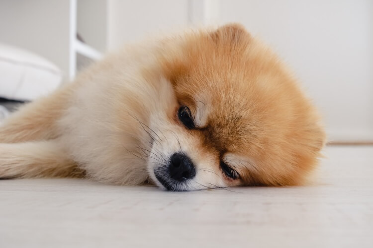 Teacup Pomeranian Sleeping