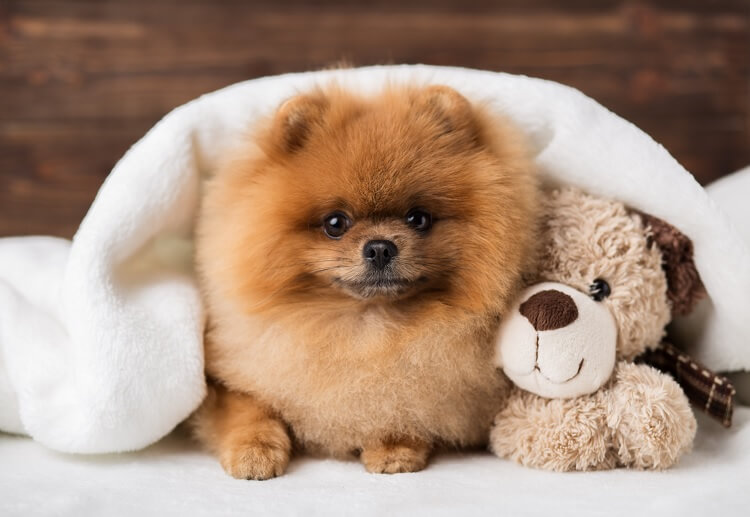 Teacup Pomeranian - What to Know Before Buying this | Things