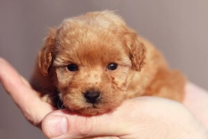 Toy Poodle