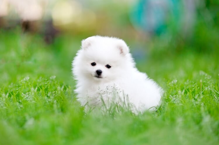 White Pom Teacup