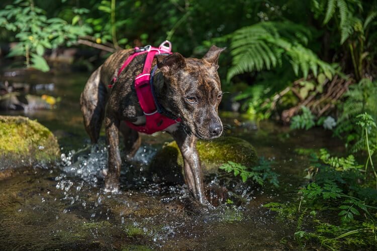 A Lab Pitbull Mix