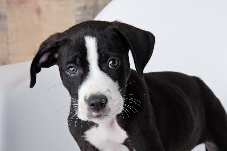 Lab Pit Mix Puppy