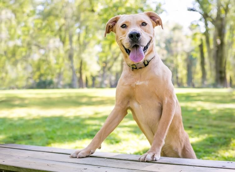 do labs and pitbulls get along