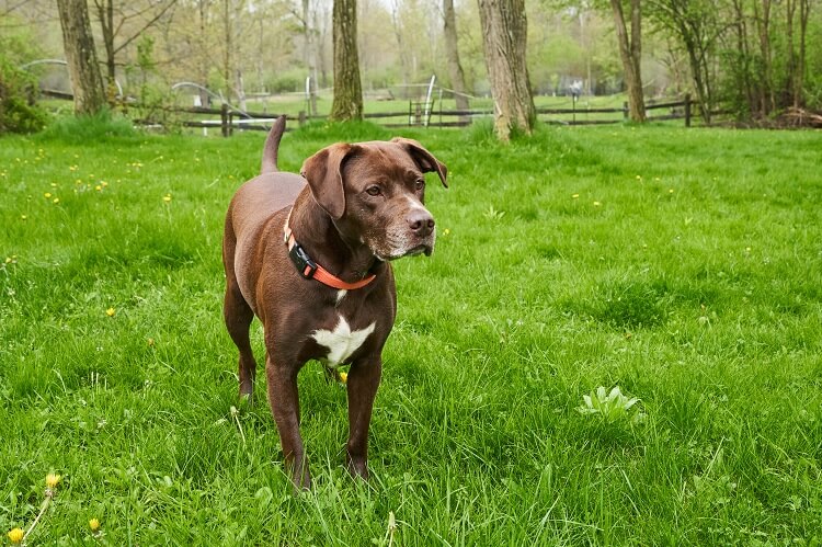 Lab Pitbull Mix