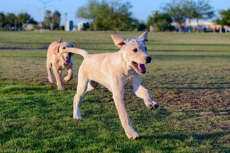 Lab Pitbull Mixes