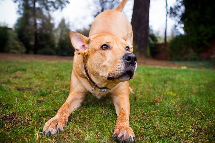 chocolate lab mixed with pitbull