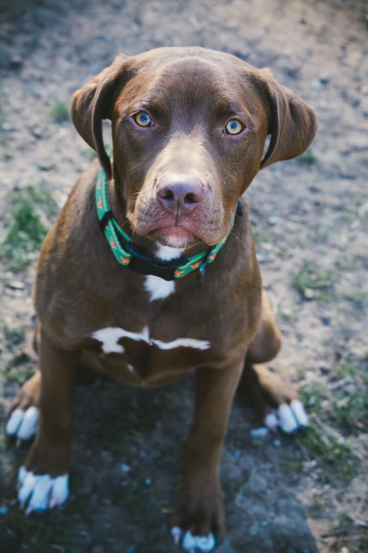 Pitbull Lab Mix Close Up
